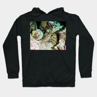 Caribbean Spotted Lobster on Night Dive Hoodie